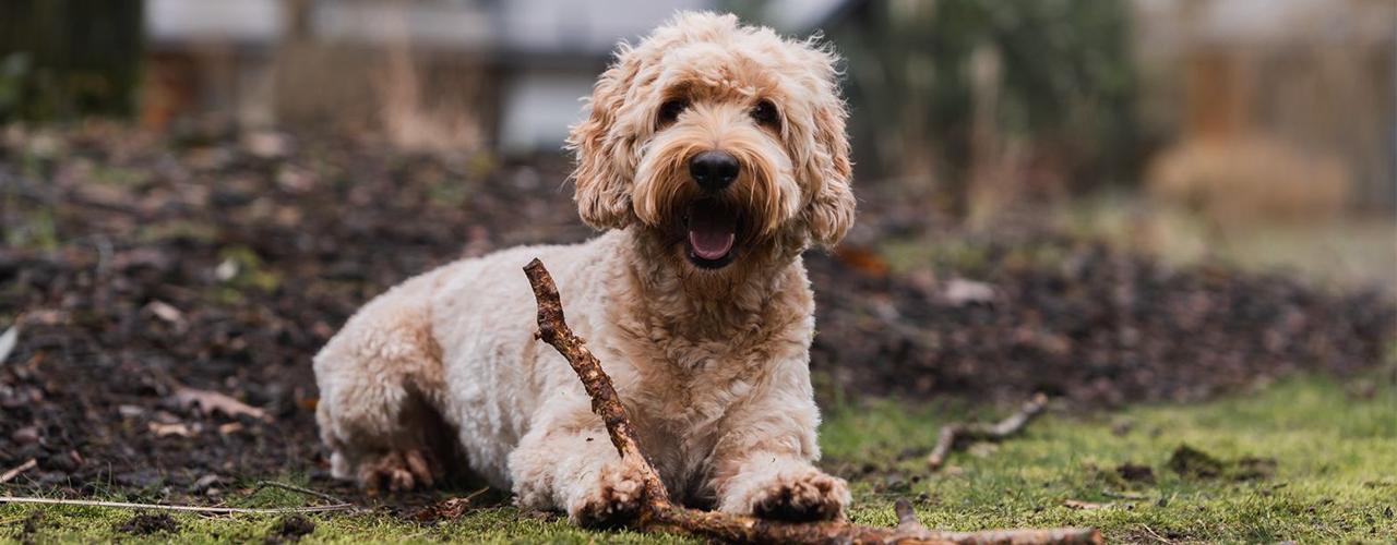 Hundetrainer:in - Diplomlehrgang