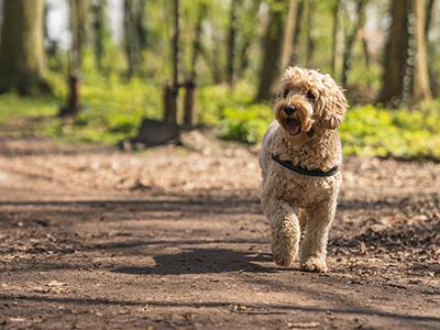 Hundetrainer:in – Diplomlehrgang